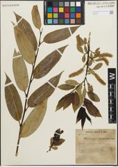 Foto von Salix pentandra L.